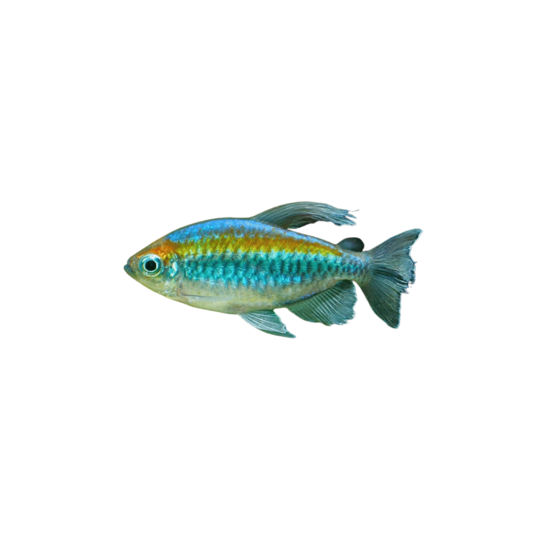 Congo Tetra - 6cm (Phenacogrammus interruptus) (Live Fish)