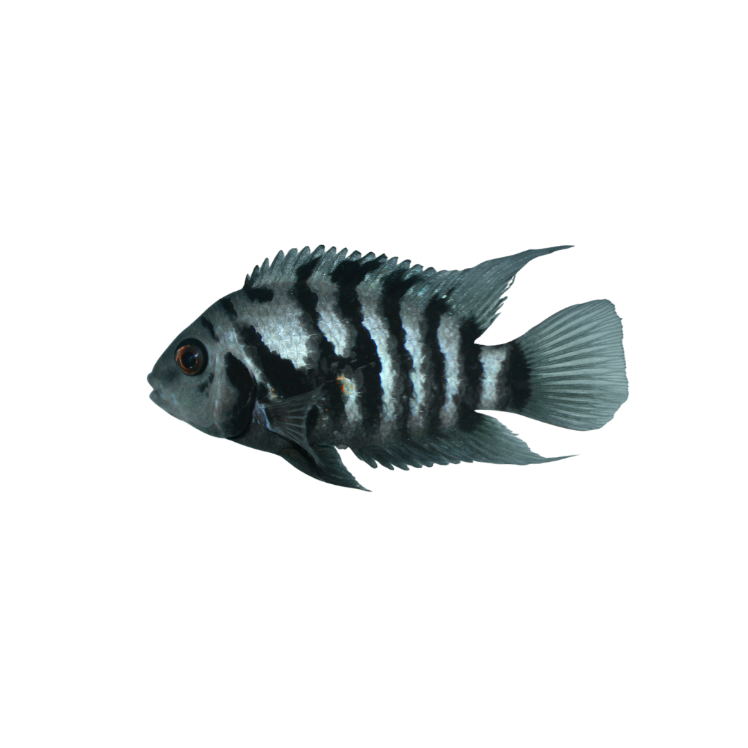 Convict Cichlid - 3cm (Amatitlania nigrofasciata) (Live Fish)