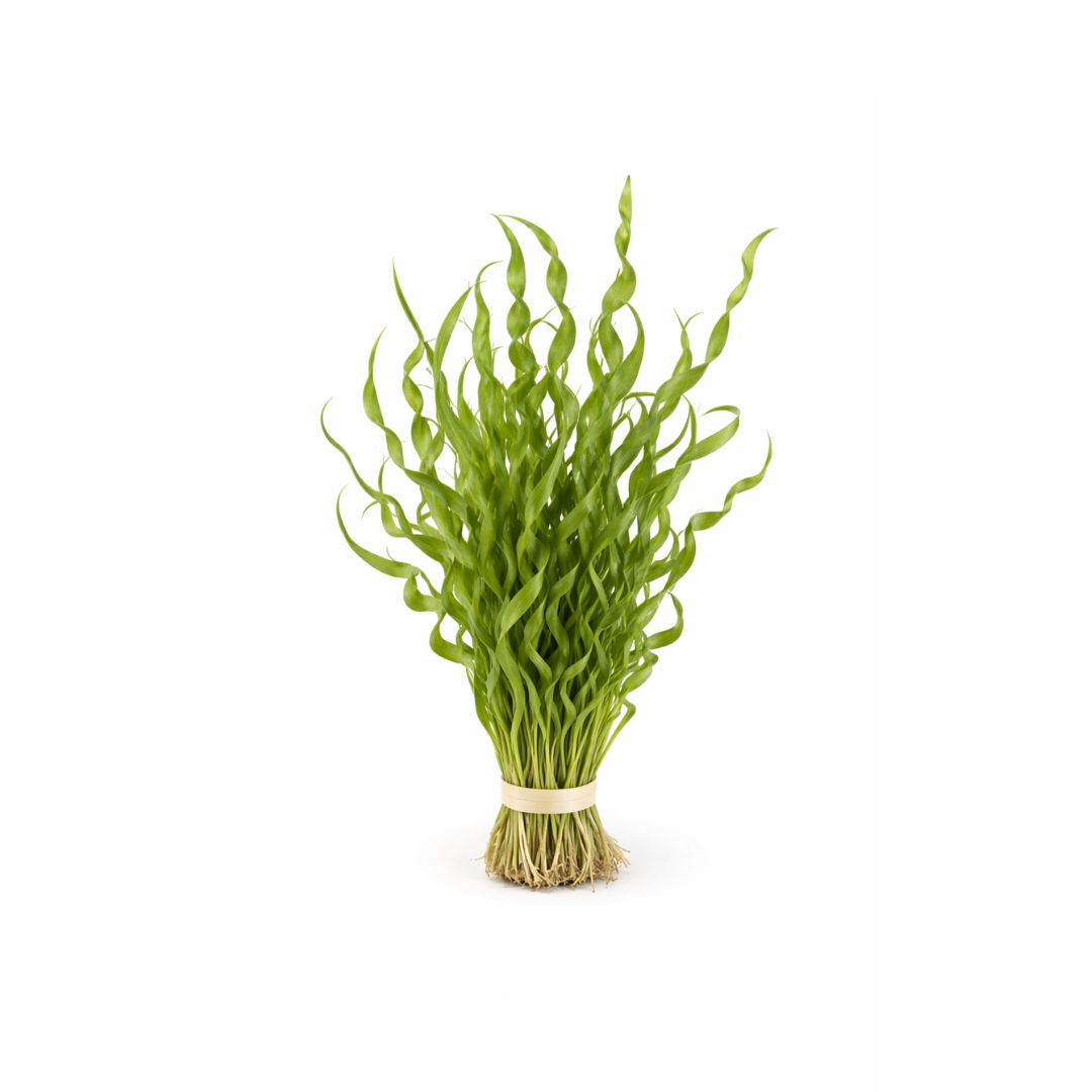 Corkscrew Vallisneria - Bunch (Vallisneria spiralis 'Corkscrew') (Live Plant)