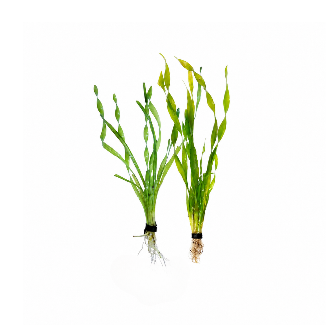 Corkscrew Vallisneria - Bunch (Vallisneria spiralis 'Corkscrew') (Live Plant)