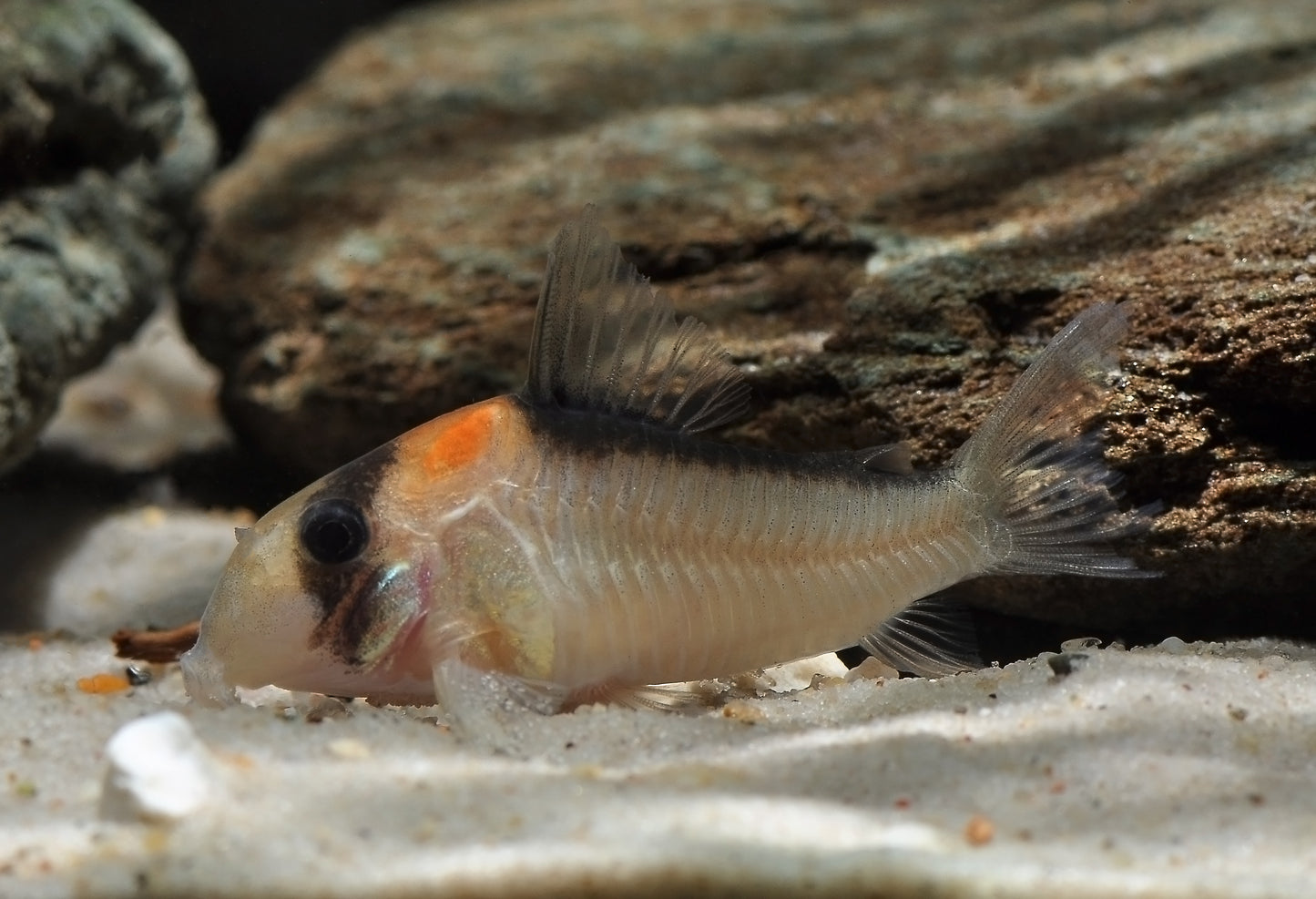 Adolfoi Corydoras (2-3cm)