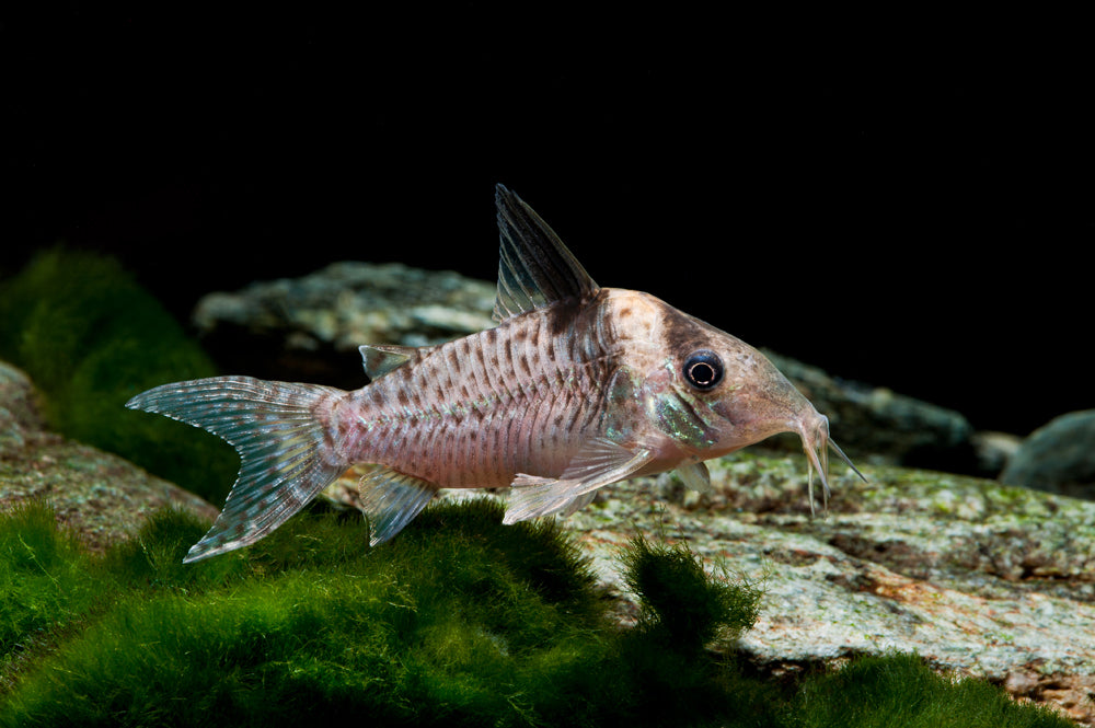 Delphax Corydoras (F2)