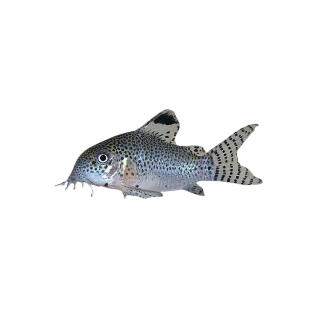 Corydoras Punctatus - 4cm (Hoplisoma punctatum) (Live Fish)