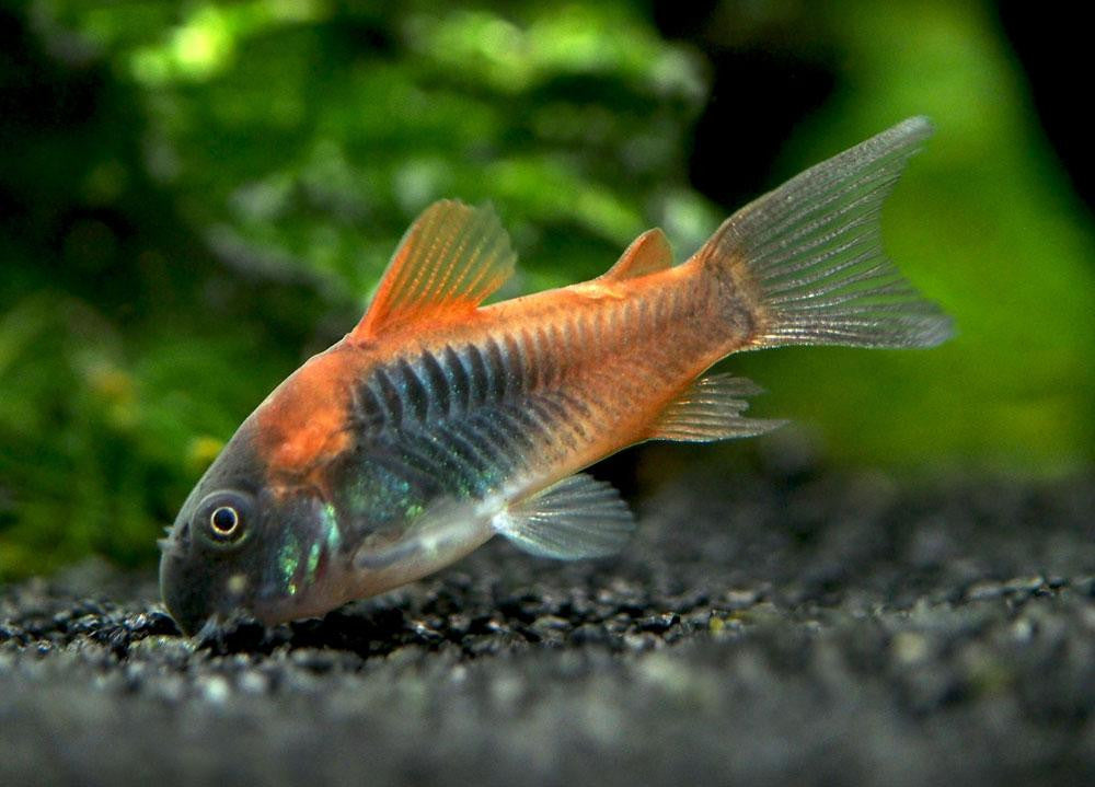Orange Venezuela Corydoras (Live Fish)
