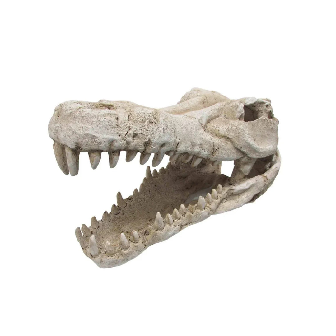 Bioscape Crocodile Skull