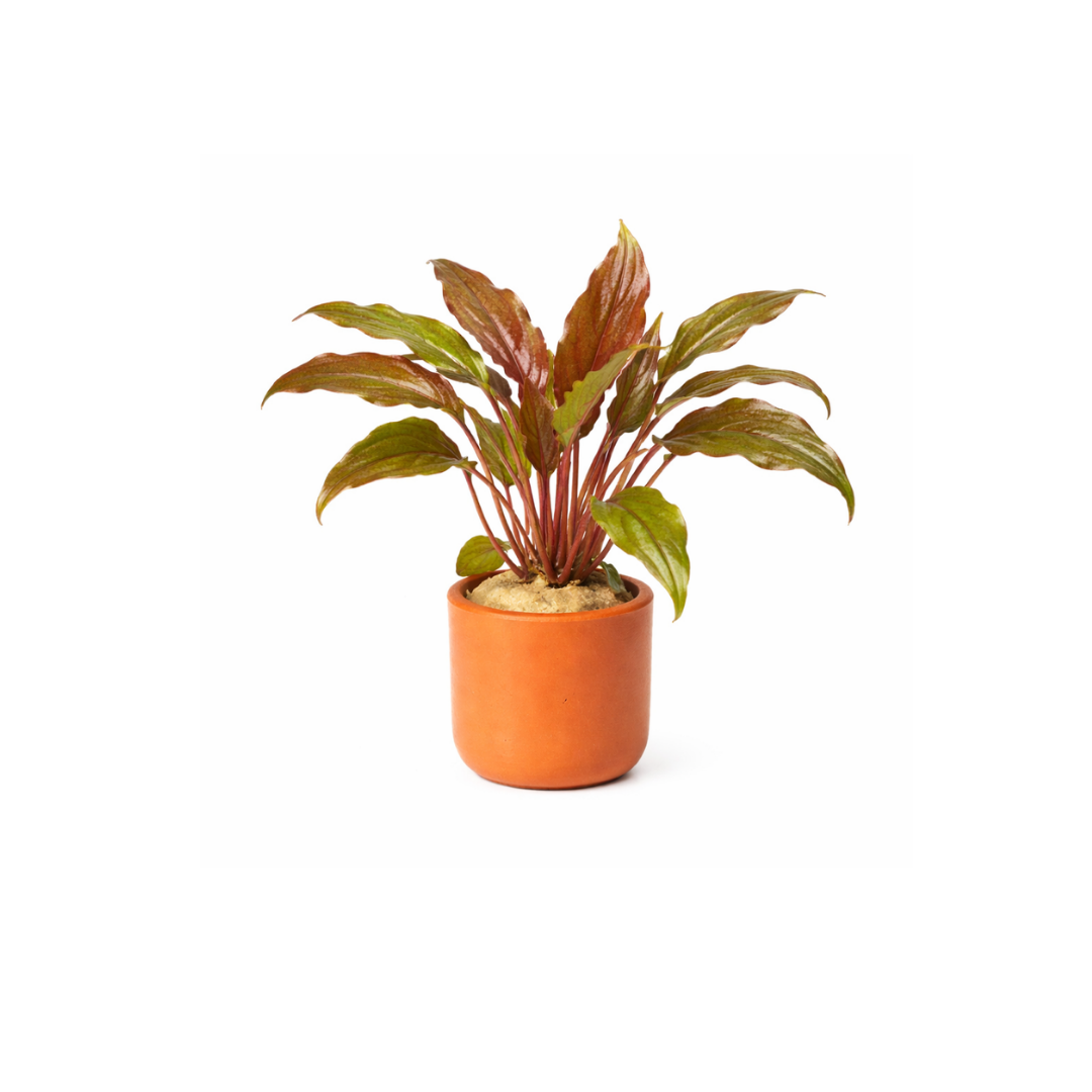 Crypt Undulatus 'Red' - Pot (Live Plant)