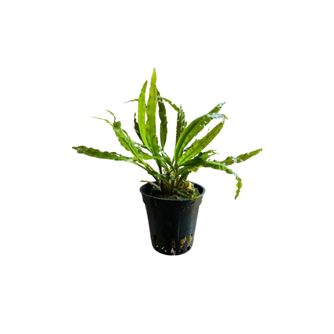 Crypt Crispatula 'Balansae' (Live Plant)