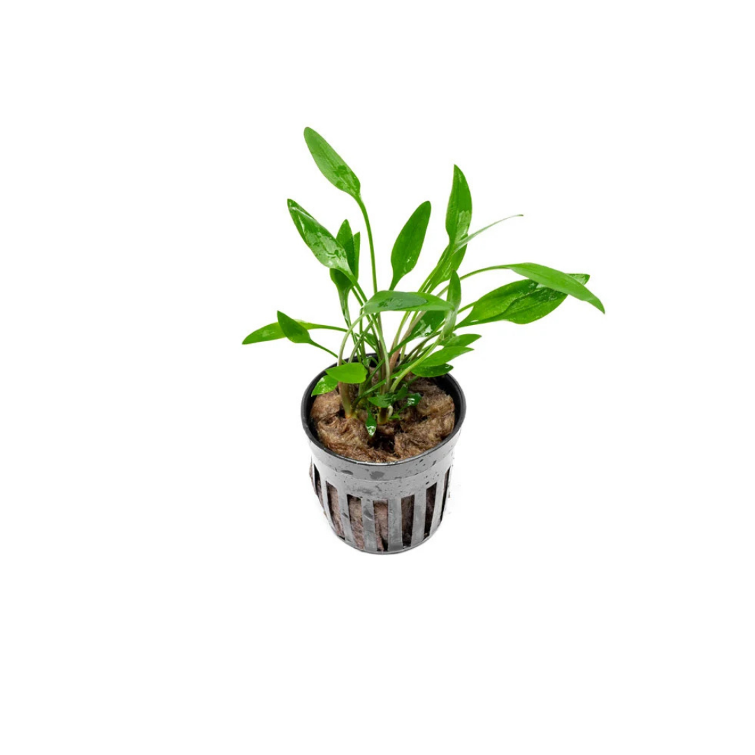 Cryptocoryne Lutea - Pot (Live Plant)