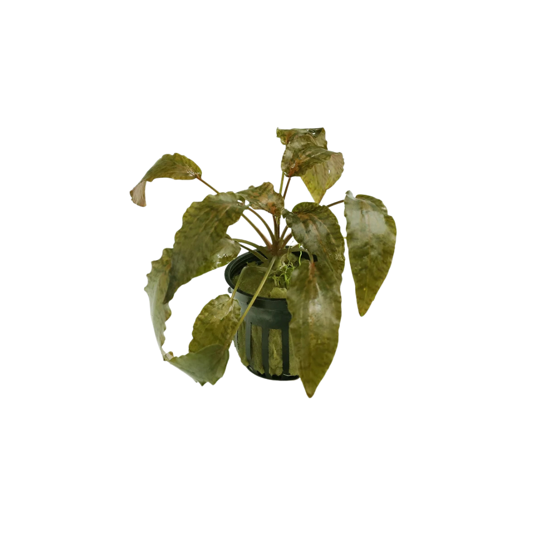 Cryptocoryne nurii 'Rosen maiden' (Live Plant)