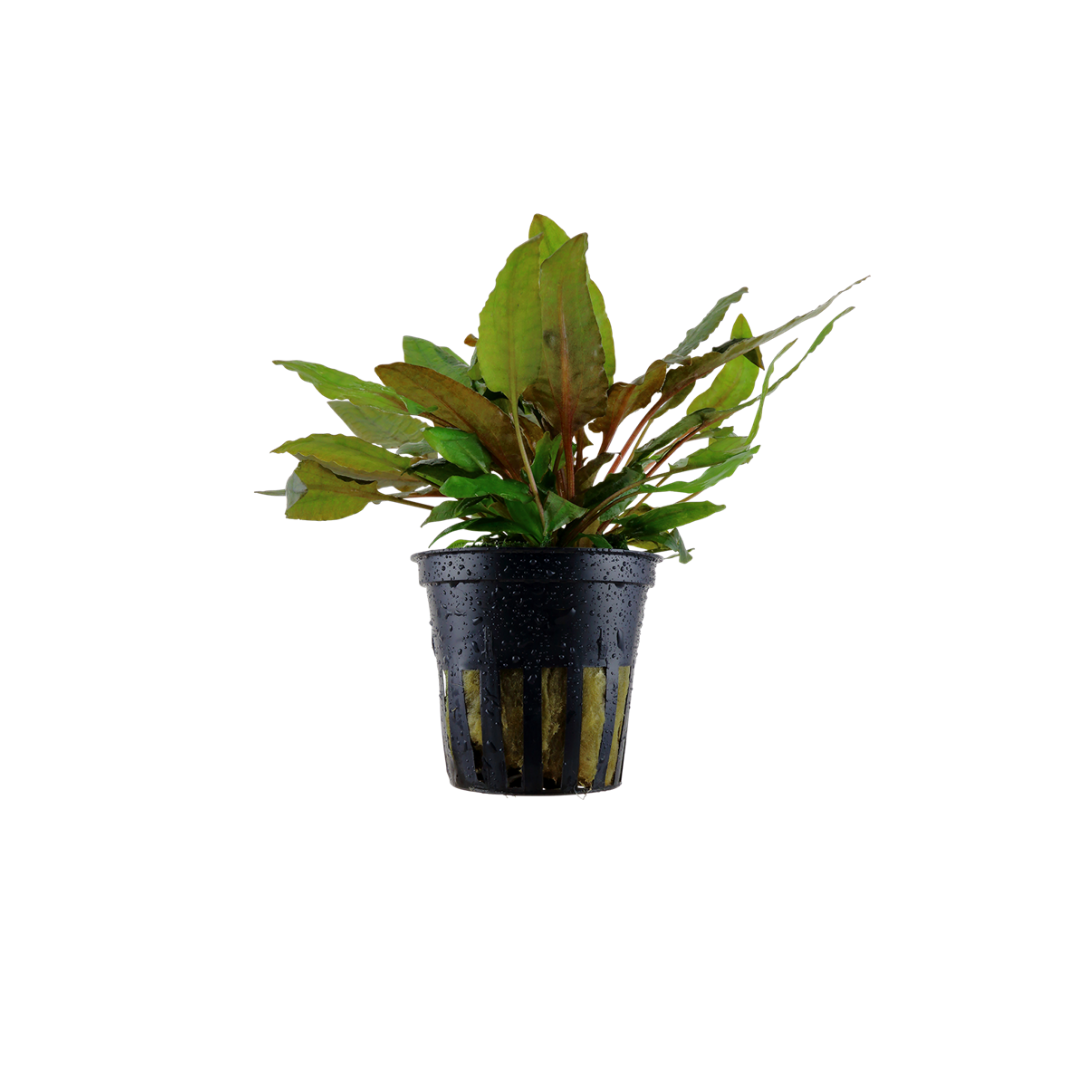 Cryptocoryne Wendtii 'Tropica' - Pot (Live Plant)