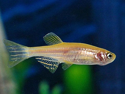 Gold Danio (2-3cm)