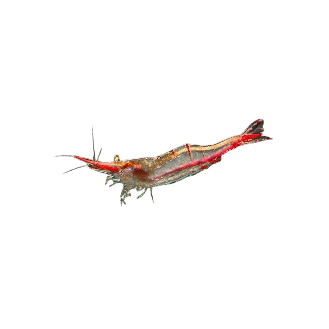 Darwin Red Nose Shrimp (Caridina wilsoni) (Live Shrimp)