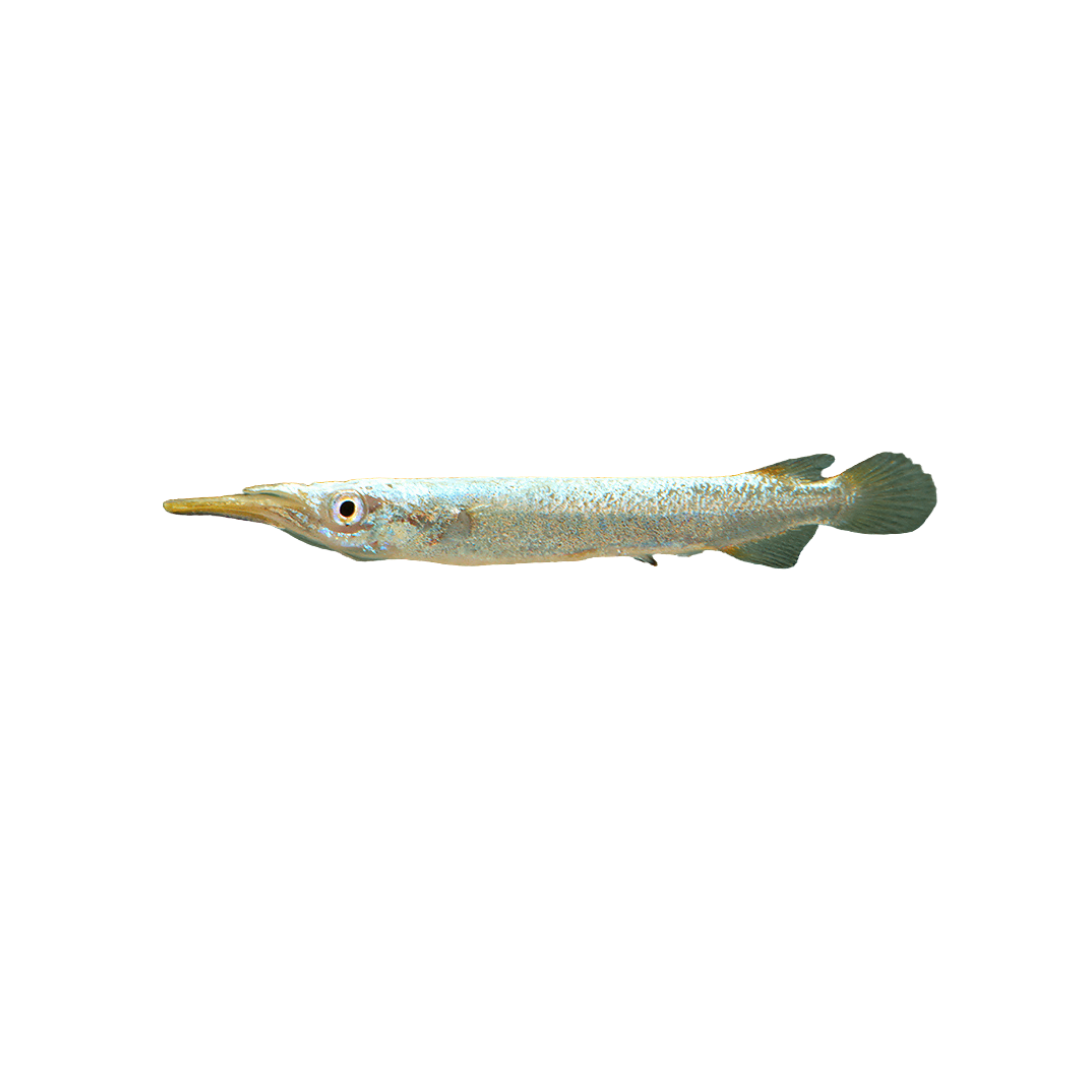 Platinum Halfbeak - 3.5cm (Dermogenys pusillus) (Live Fish)