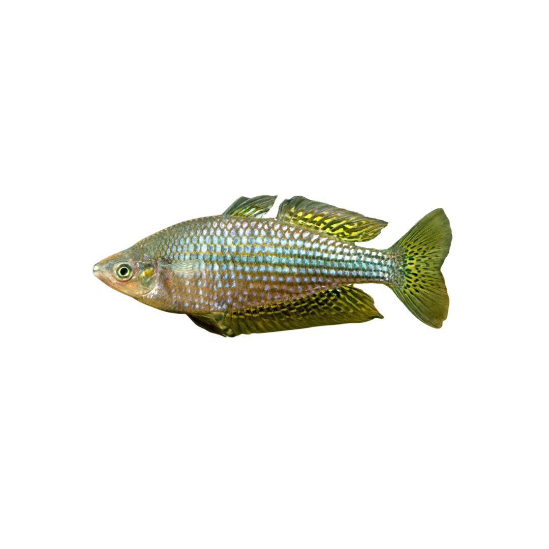 Desert Rainbowfish - 5cm (Melanotaenia splendida tatei) (Live Fish)