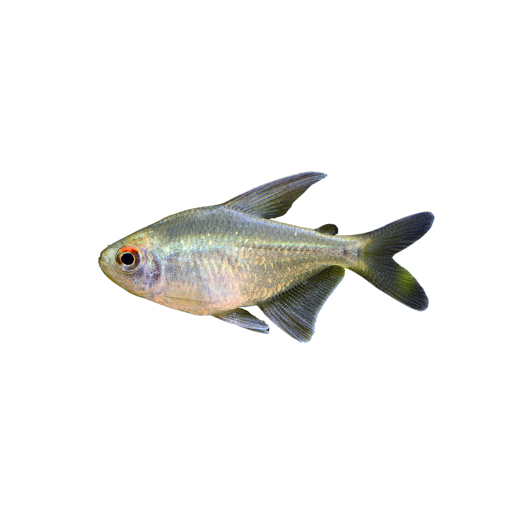 Diamond Tetra - 4cm (Moenkhausia pittieri) (Live Fish)