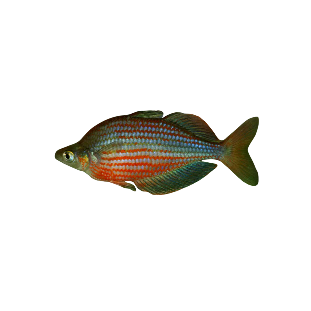 Dority's Rainbowfish - 4cm (Melanotaenia dorityi) (Live Fish)
