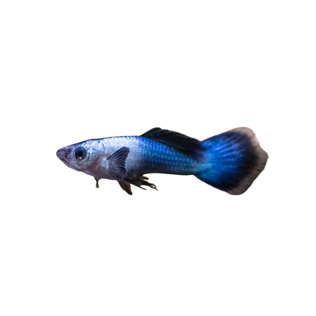 Dwarf Blue Panda Guppy - Pair (Poecilia reticulata) (Live Fish)
