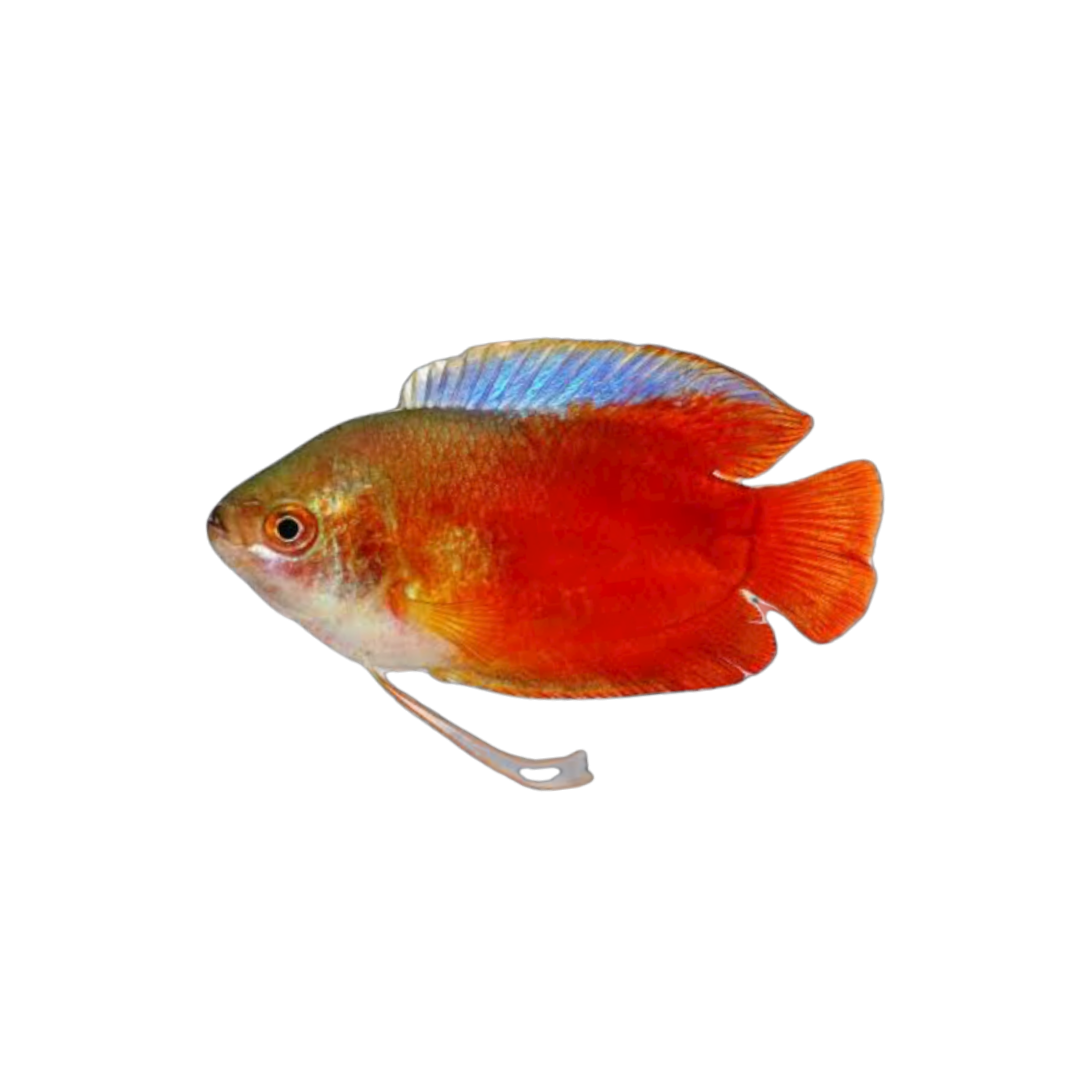 Dwarf Flame Gourami (Live Fish)