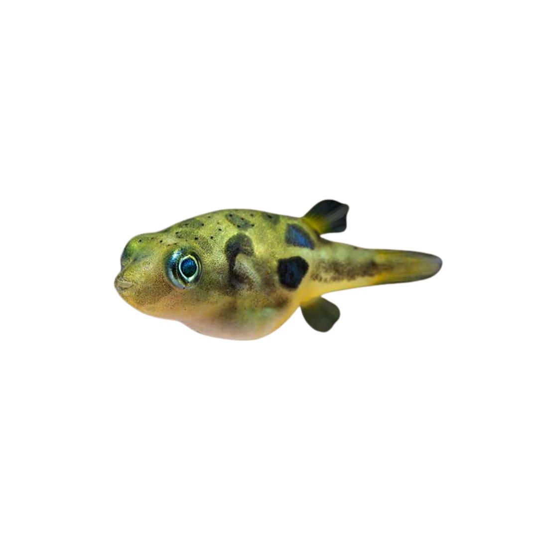 Dwarf Pea Puffer - 2cm (Carinotetraodon travancoricus) (Live Fish)