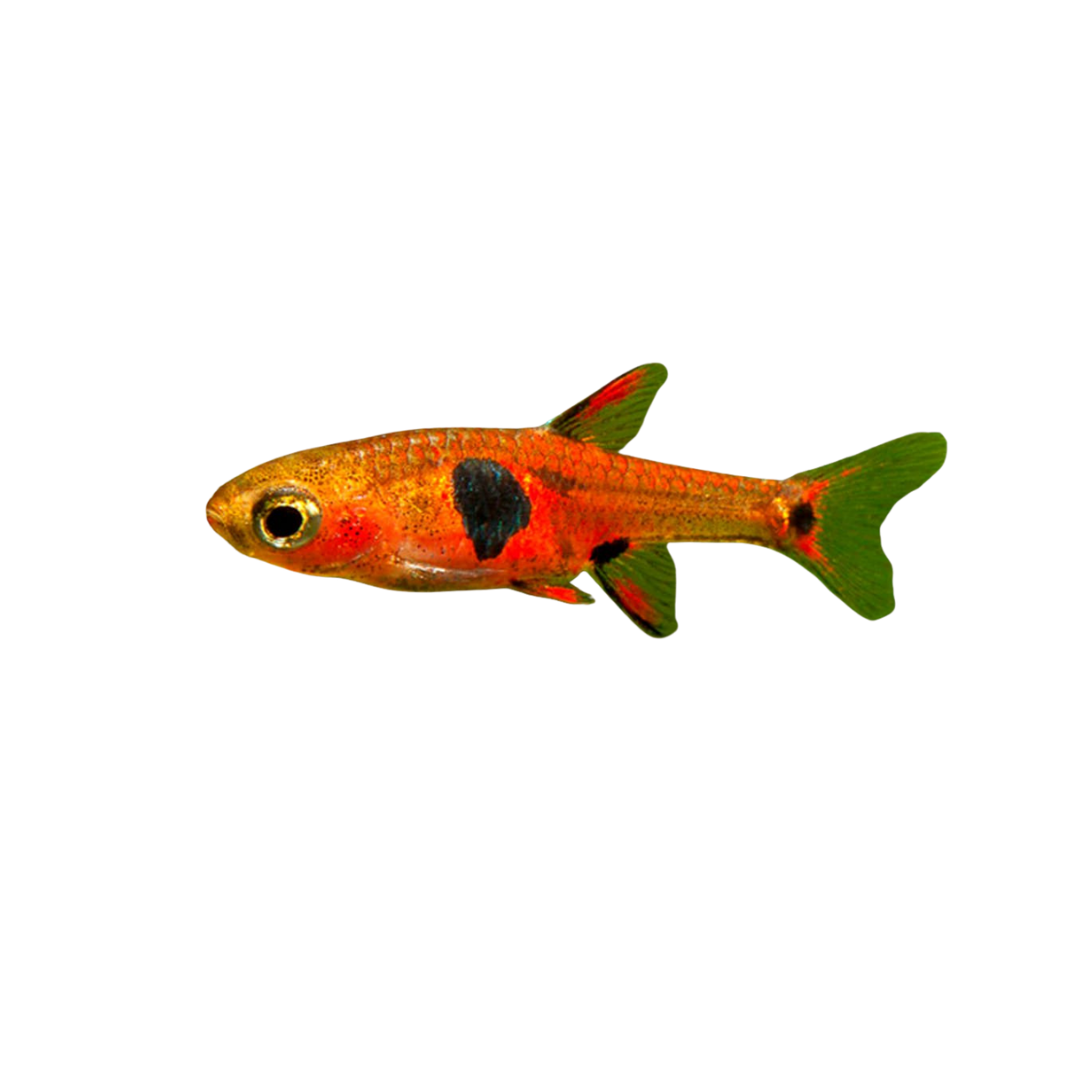 Dwarf Rasbora (Boraras maculatus) (Live Fish)