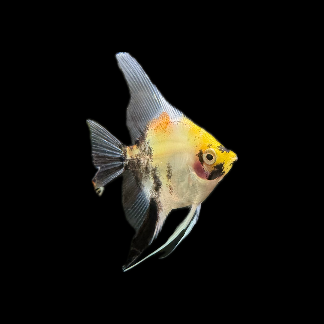 Koi Angelfish (3-4cm) - Bred By Nick