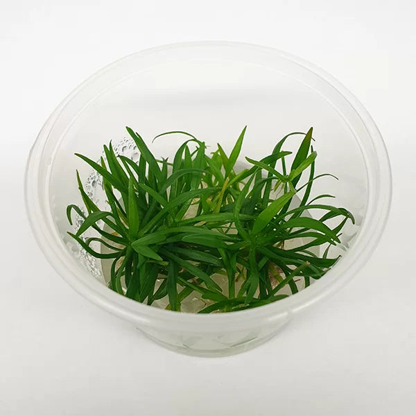 Echinodorus Tenellus | Tissue Culture