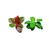 Echinodorus Iguazu 2009 (Live Plant)