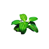 Echinodorus Iguazu 2009 (Live Plant)