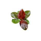 Echinodorus Iguazu 2009 (Live Plant)