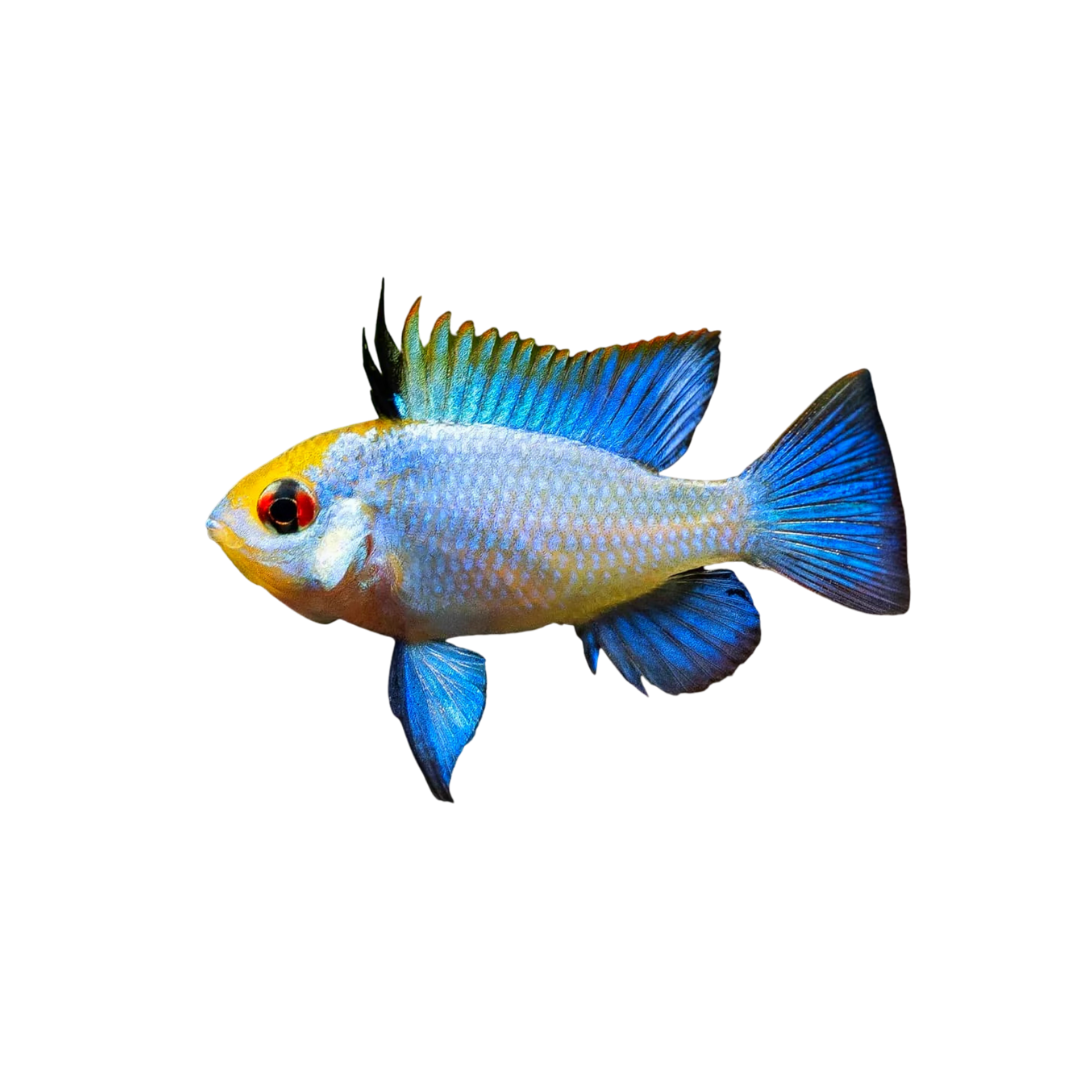 Electric Blue Ram - 3.5cm (Mikrogeophagus ramirezi) (Live Fish)