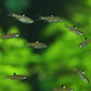 Emerald Eye Rasbora (4cm)