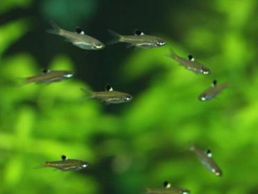 Emerald Eye Rasbora (4cm)