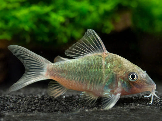 Emerald Green Corydoras (3-4cm)