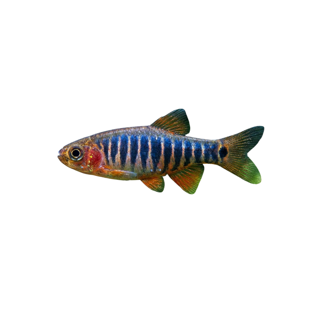 Emerald Rasbora - 5cm (Danio erythromicron) (Live Fish)