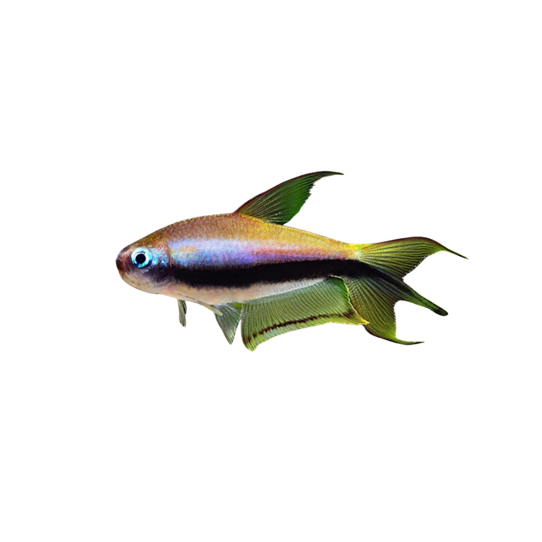 Emperor Tetra - 3cm (Nematobrycon palmeri) (Live Fish)