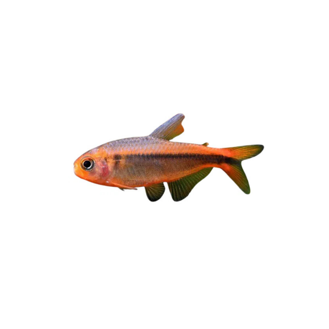 Fire Ant Tetra - 2cm (Hyphessobrycon myrmex) (Rare) (Live Fish)