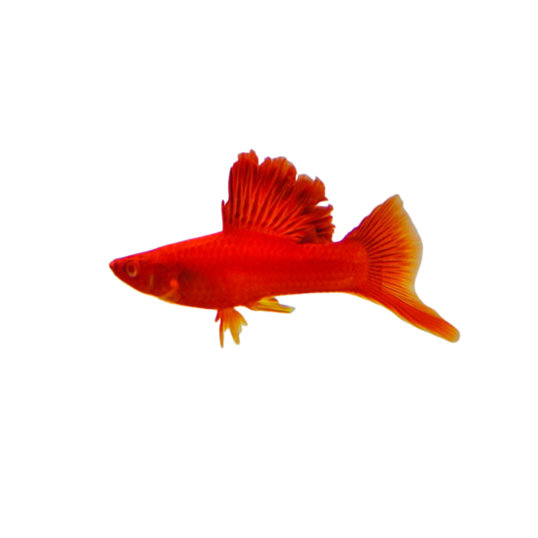 Firecracker Swordtail - 3cm (Xiphophorus hellerii) (Live Fish)