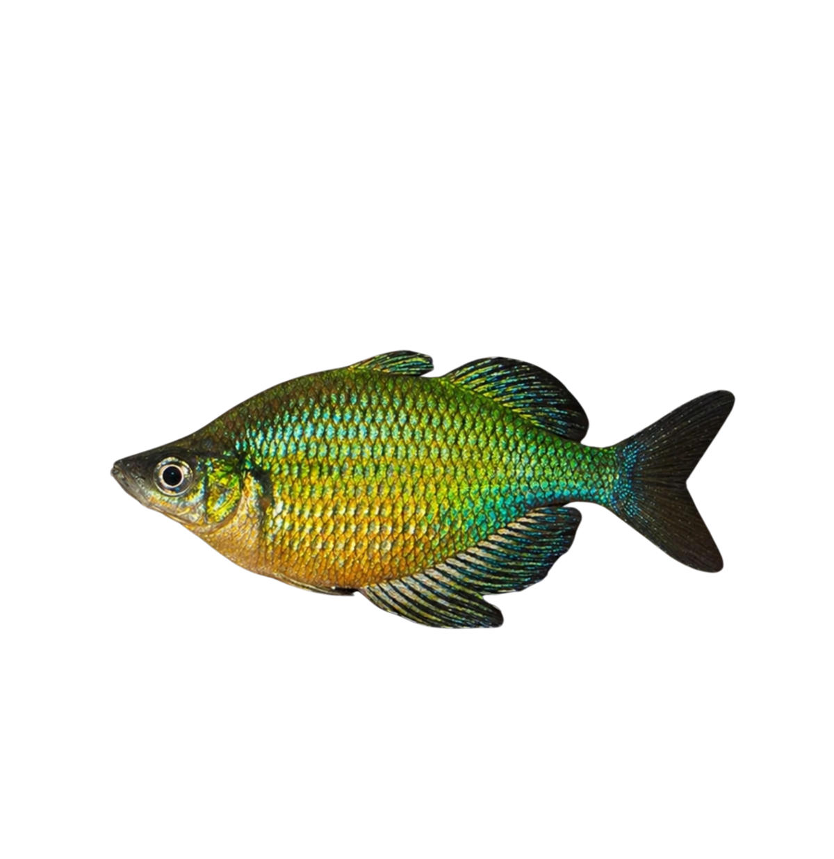 Lake Wanam Rainbowfish - 6cm (Glossolepis wanamensis) (Live Fish)