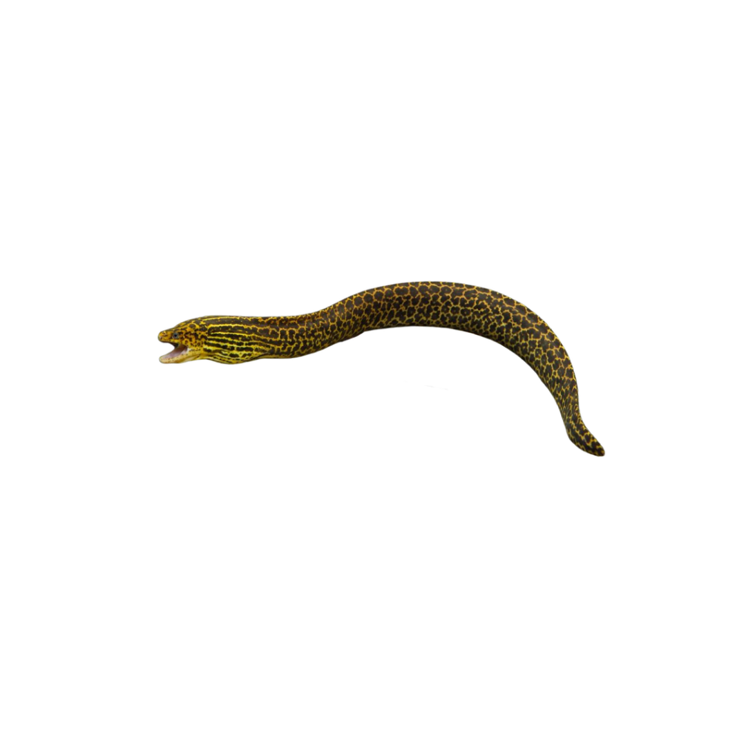 Freshwater Tiger Moray Eel - 15cm (Gymnothorax polyuranodon) (Live Fish)