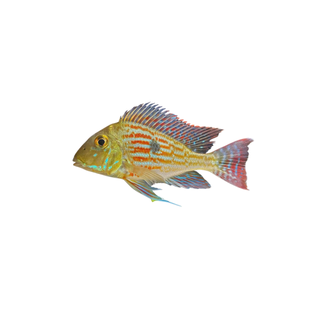 Sven's Eartheater - 6.5cm (Geophagus Sveni) (Live Fish)