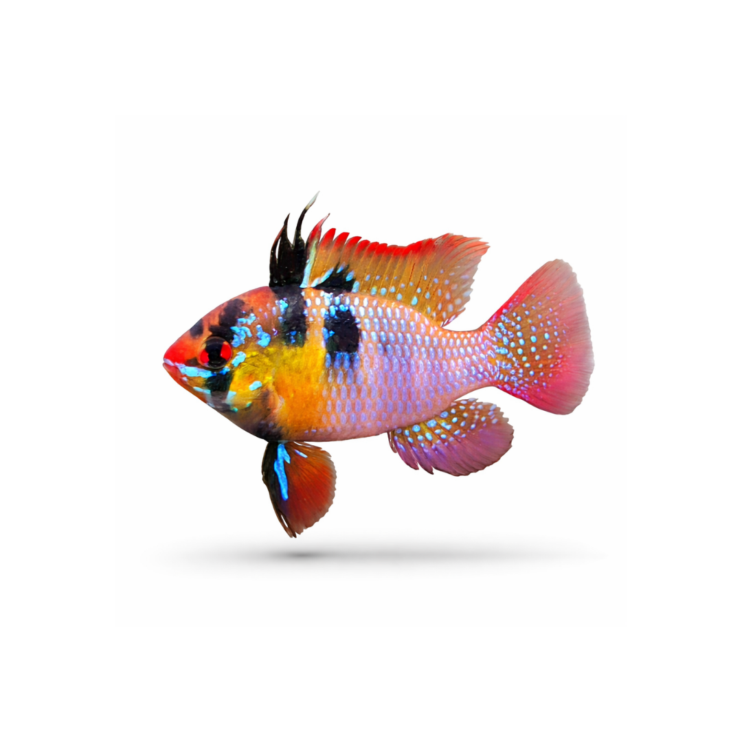 German Blue Ram (Live Fish)