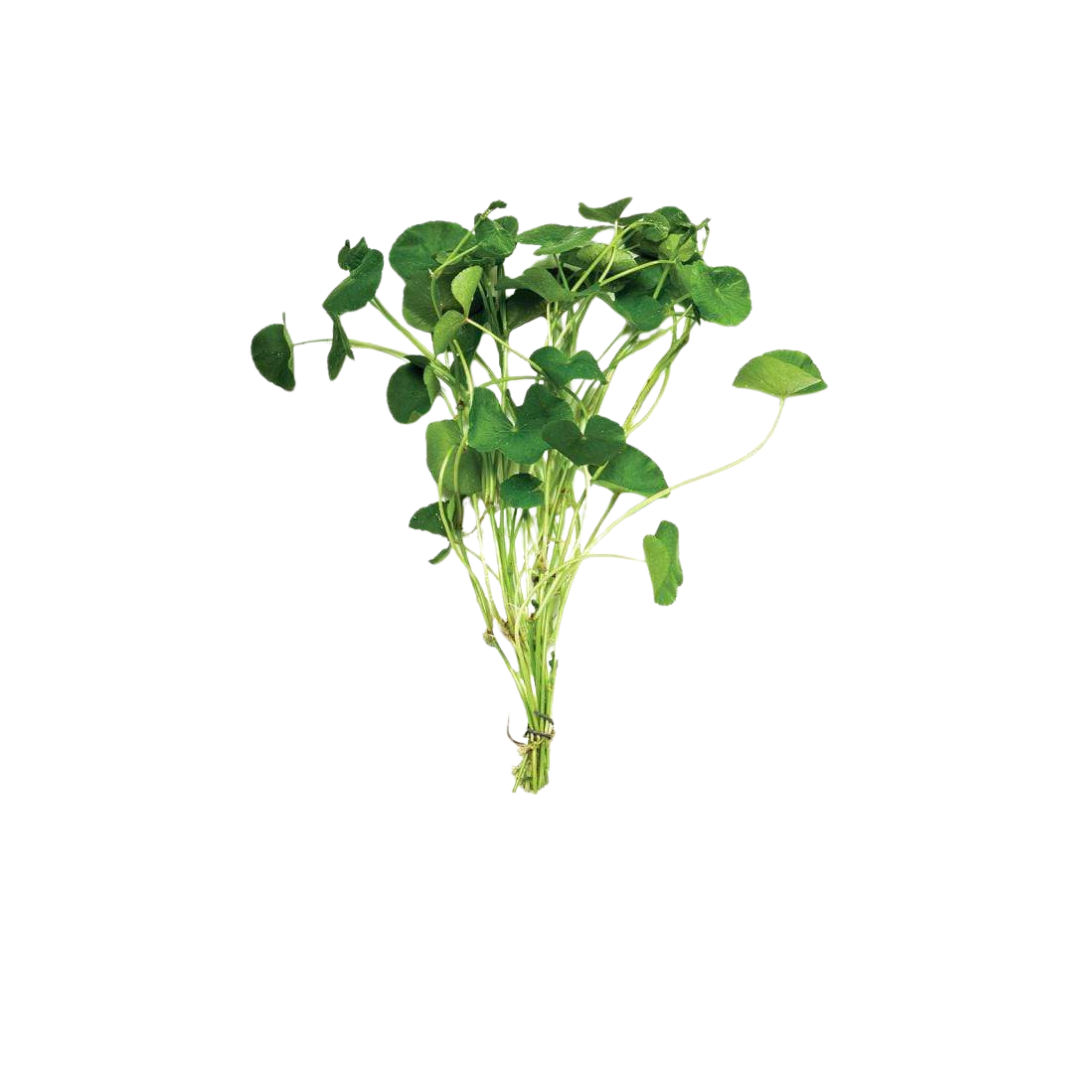 Giant Cardamine - Bunch (Cardamine lyrata) (Live Plant)