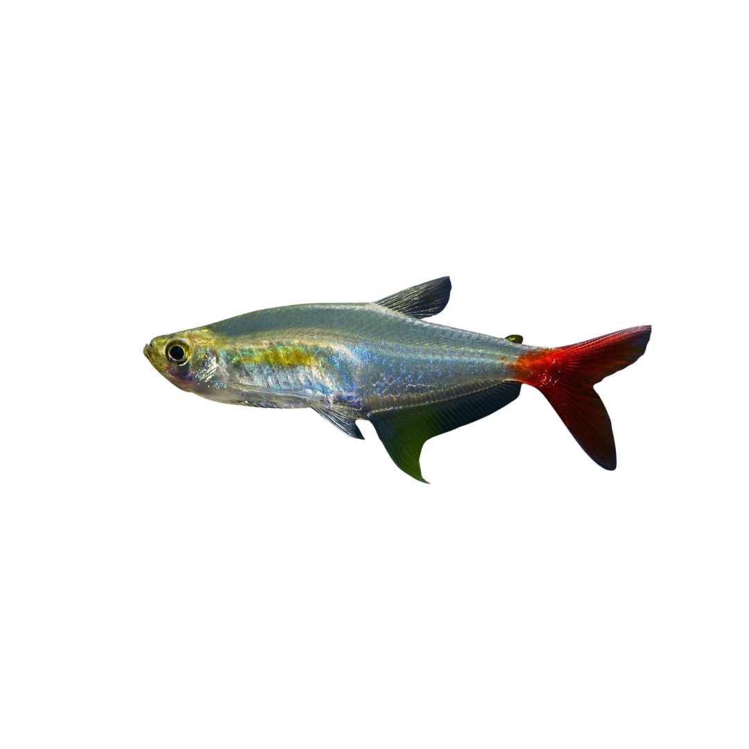 Glass Bloodfin Tetra - 4cm (Prionobrama filigera) (Live Fish)