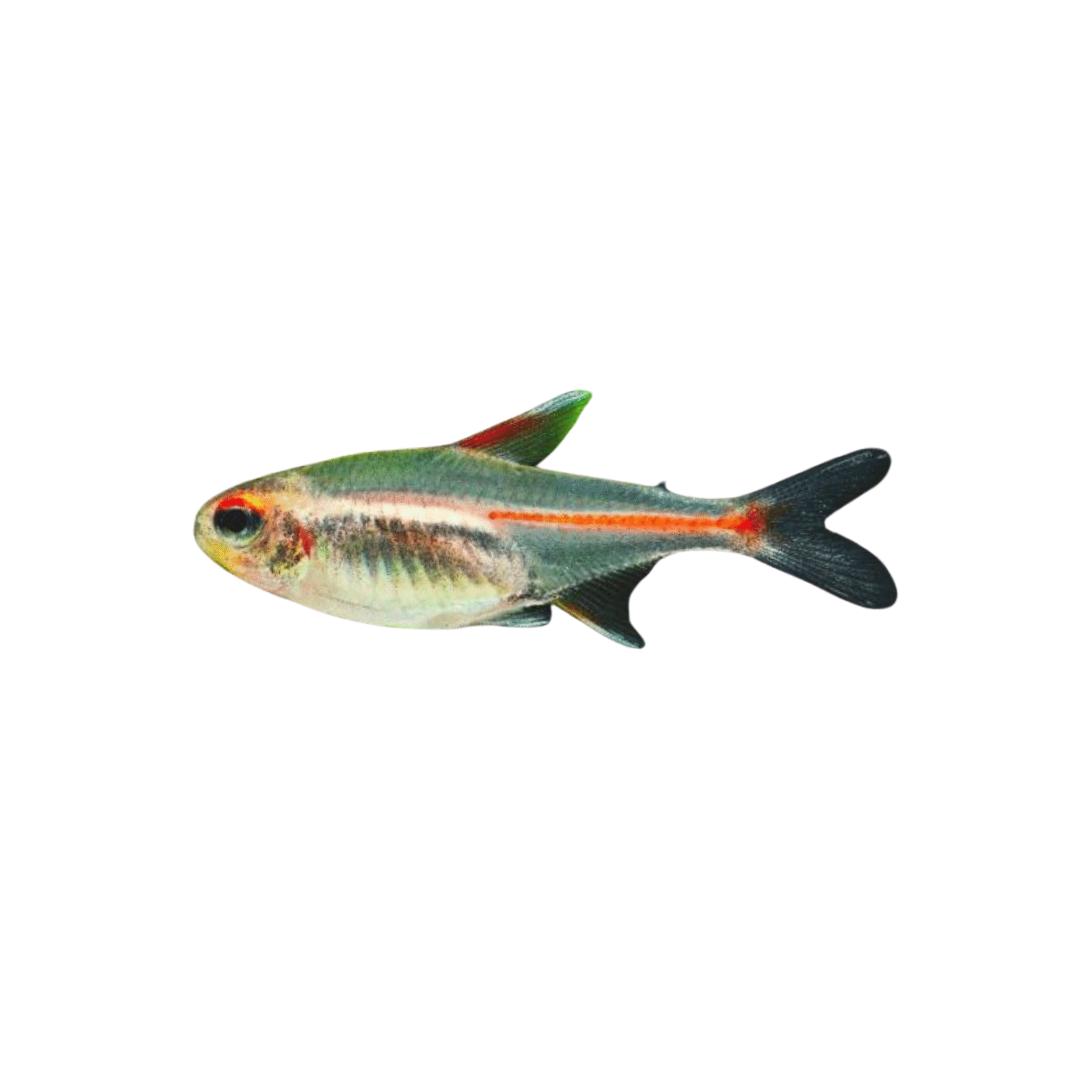 Glowlight Tetra - 2.5cm (Hemigrammus erythrozonus) (Live Fish)