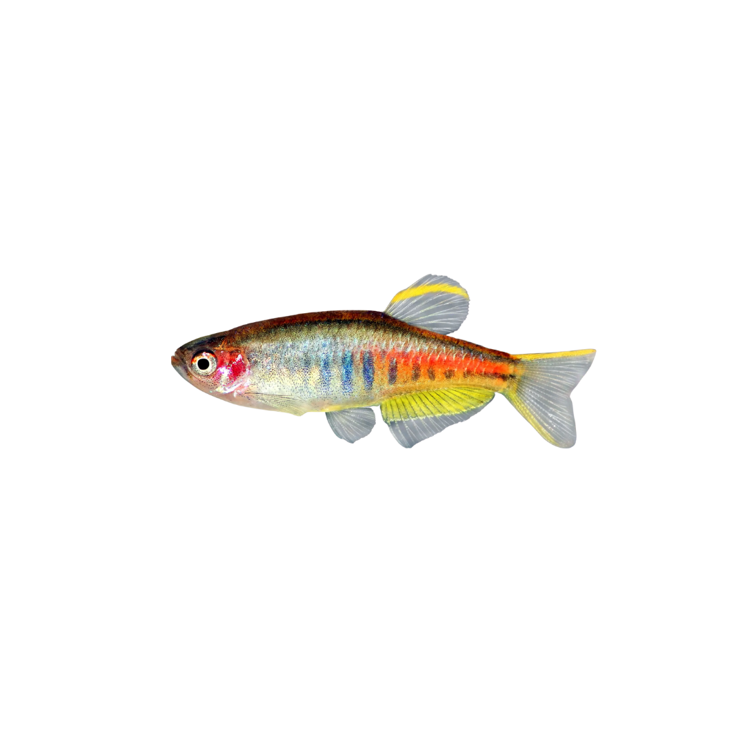 Glowlight Danio - 3cm (Danio choprae) (Live Fish)