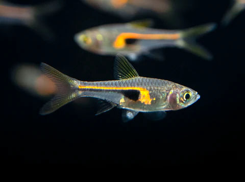 Hengeli Rasbora (2cm)