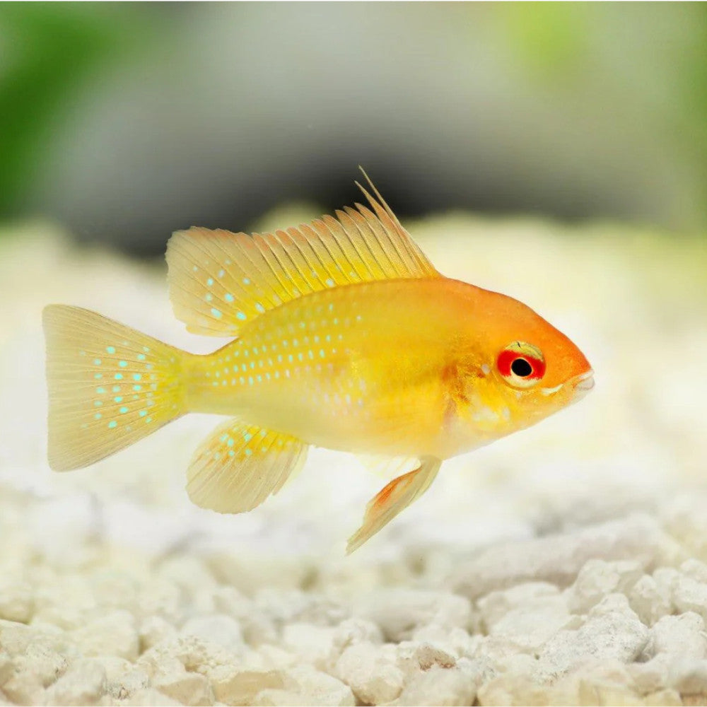 Sunshine Gold Ram (3-4cm)