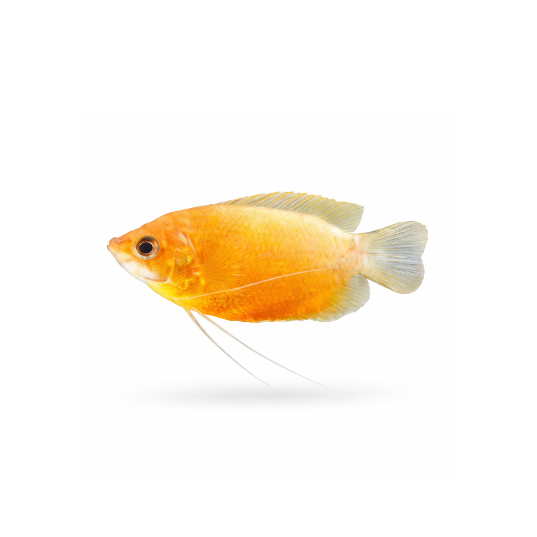 Gold Dwarf Honey Gourami (Live Fish)