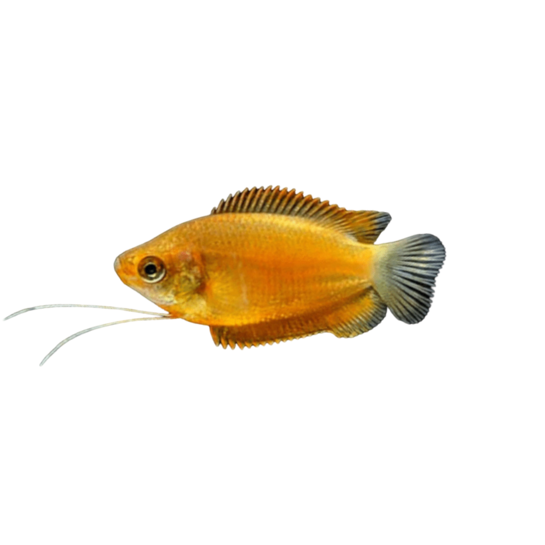 Gold Dwarf Honey Gourami - 4cm (Trichogaster chuna) (Live Fish)