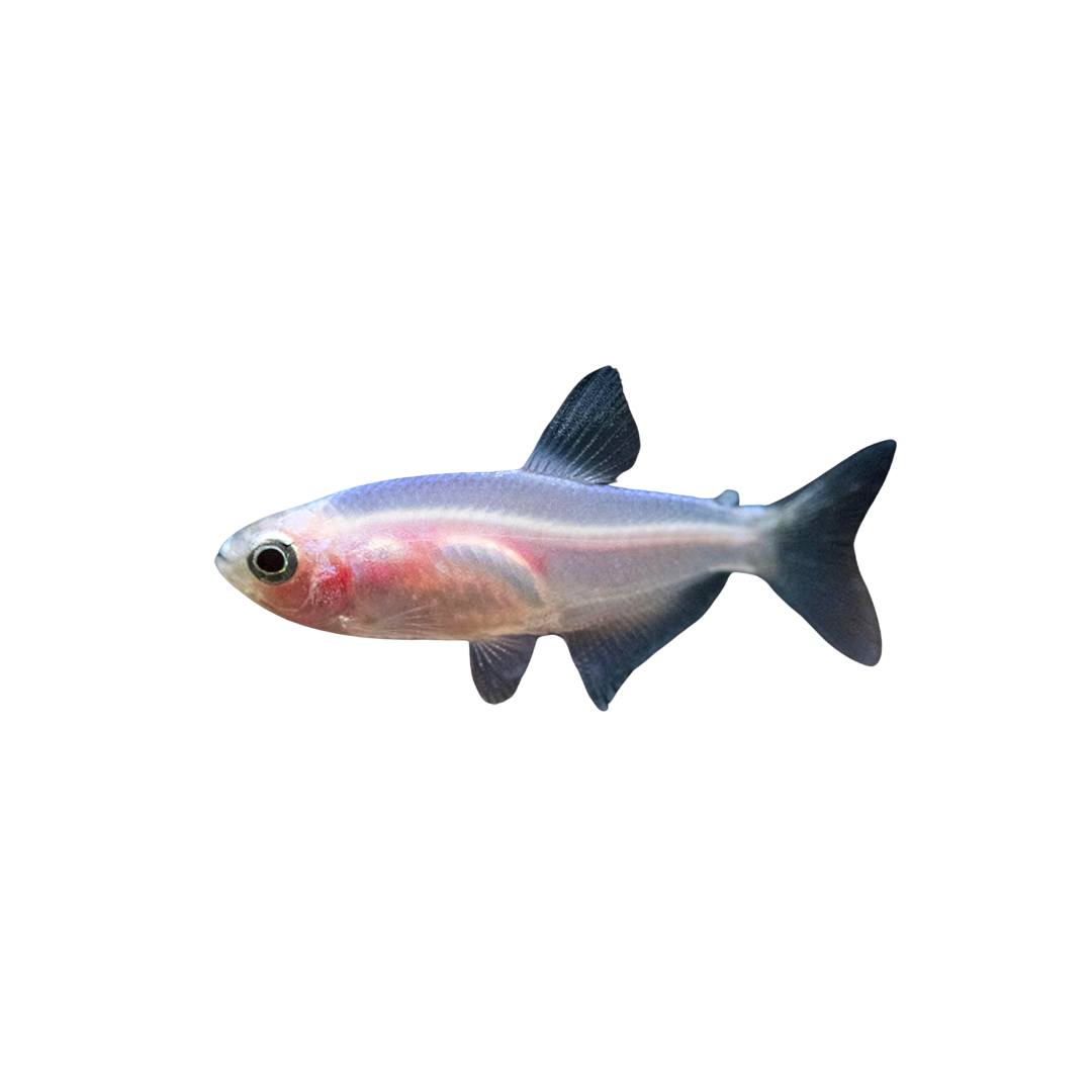 Gold Emperor Tetra - 5cm (Nematobrycon palmeri) (Live Fish)
